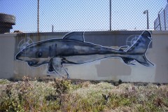 Ocean Beach Shark